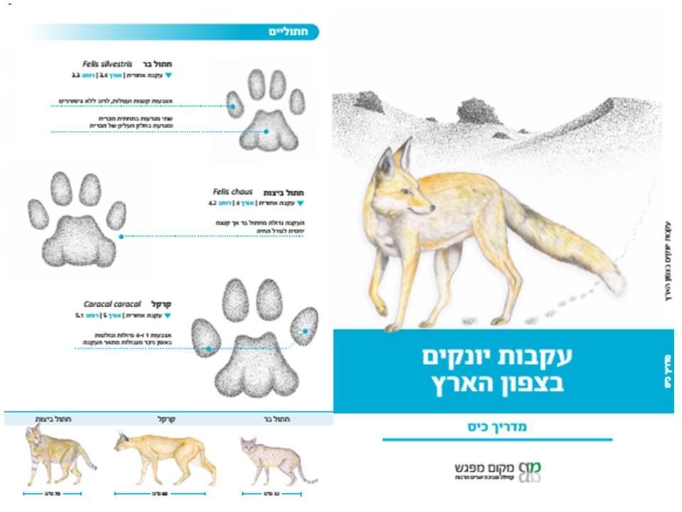 מדריך עקבות