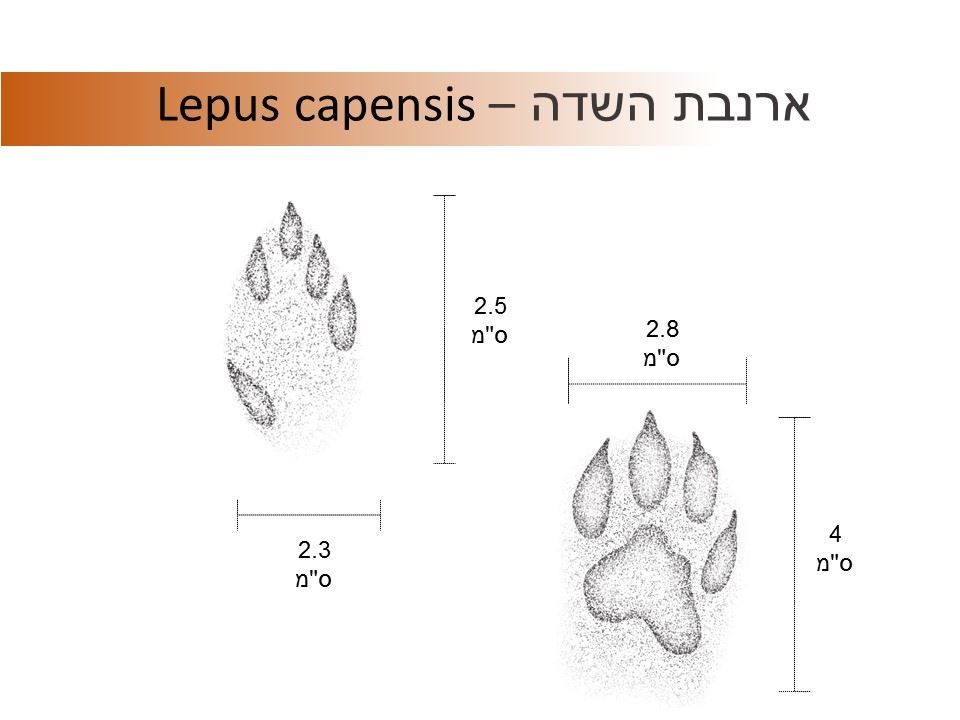 עקבות ארנבת תרשים