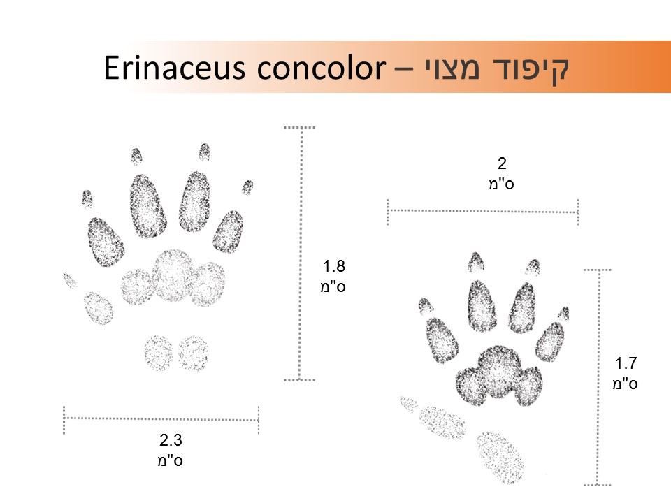 עקבות קיפוד איור