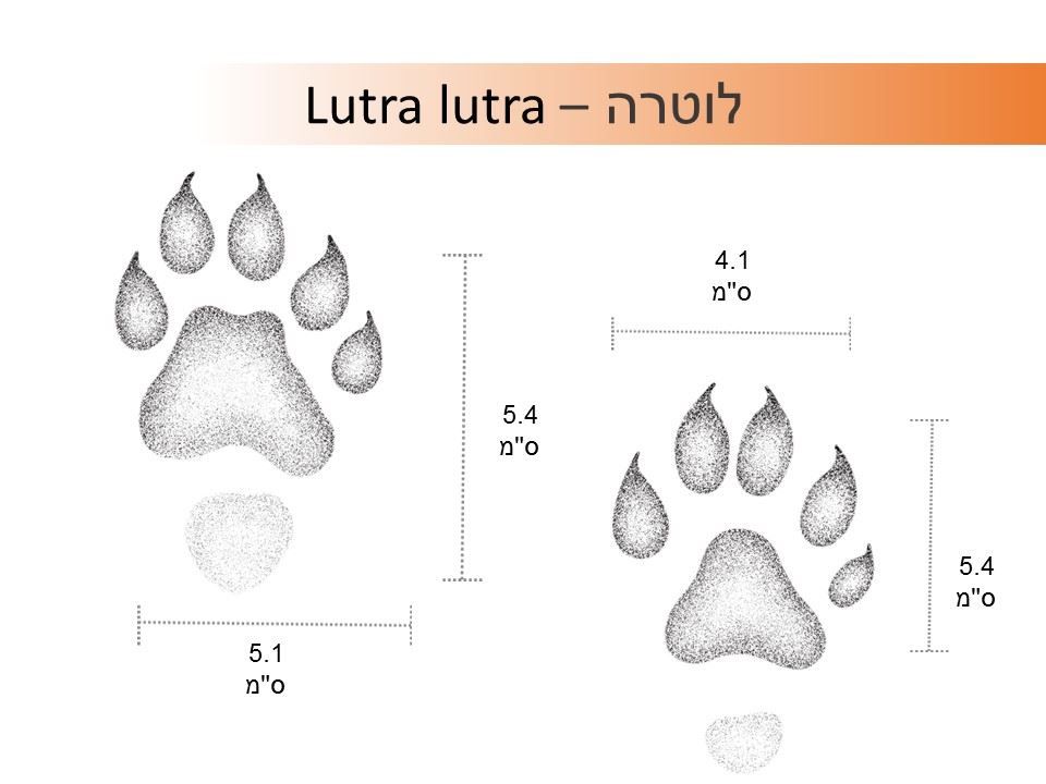 עקבות לוטרה איור