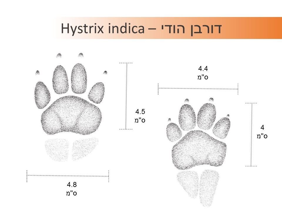 עקבות דורבן איור