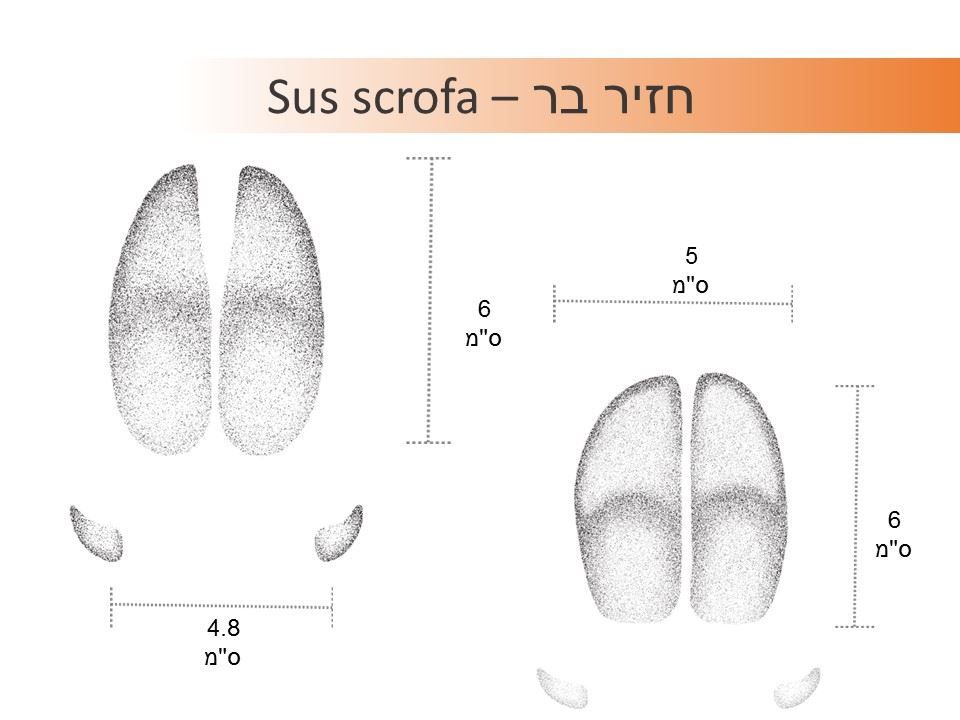 עקבות חזיר איור