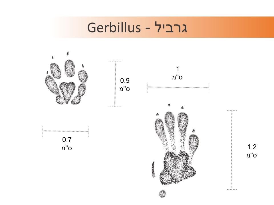 גרביל עקבות תרשים