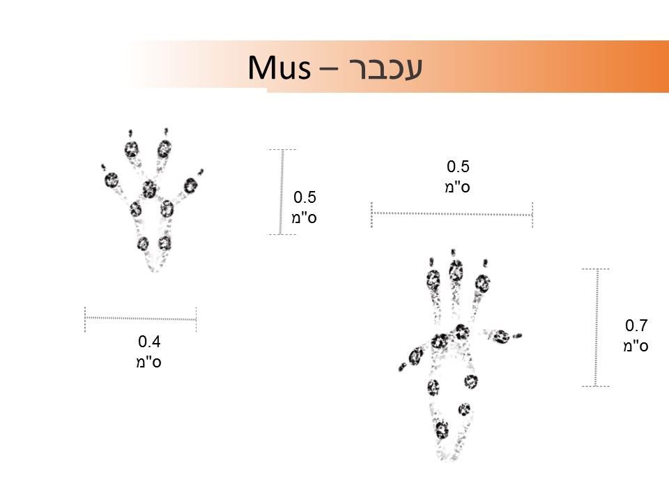 עקבות עכבר תרשים