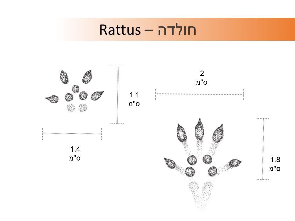 עקבות חולדה תרשים