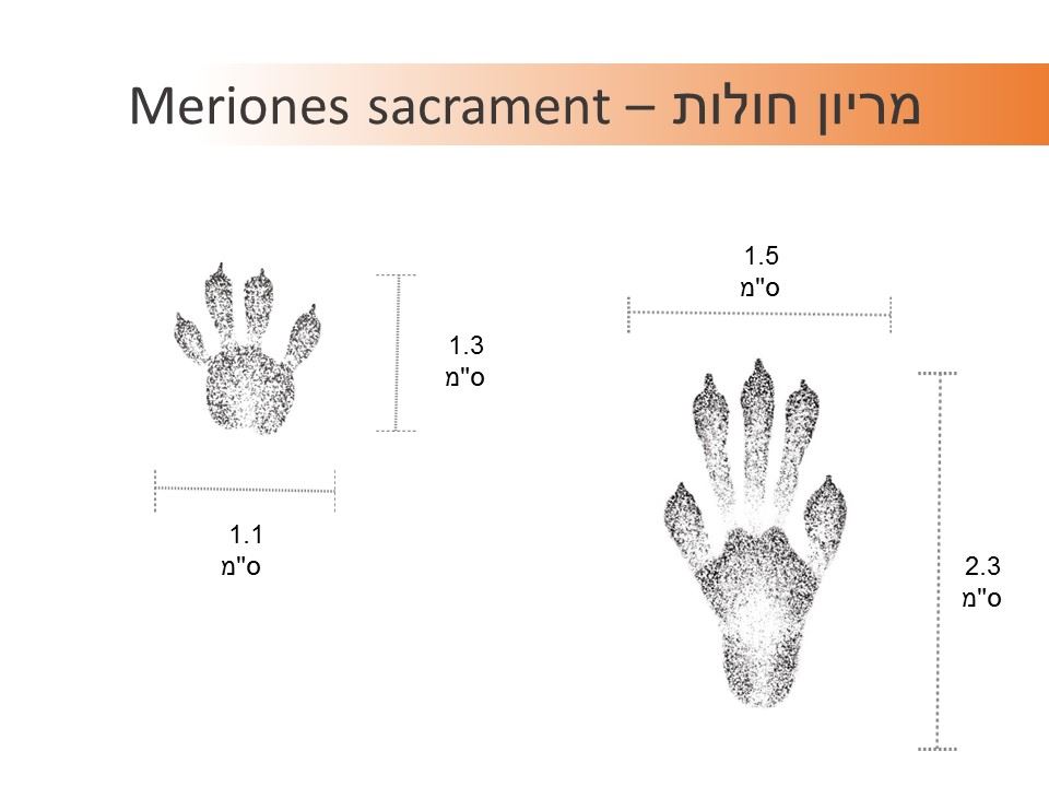 עקבות מריון חולות