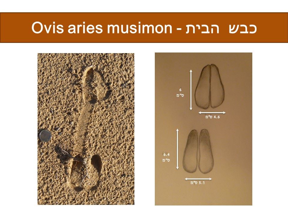 עקבות כבש