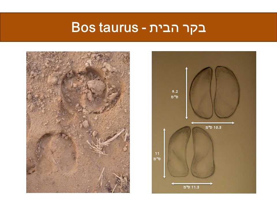 עקבות פרה