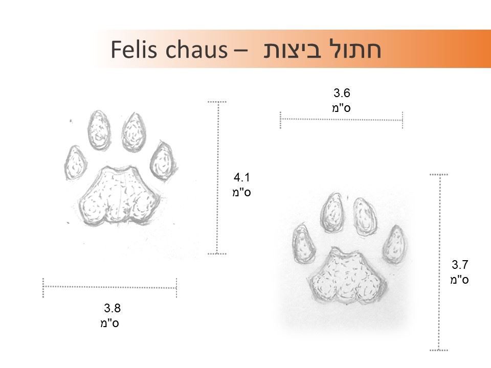 עקבות חתול ביצות