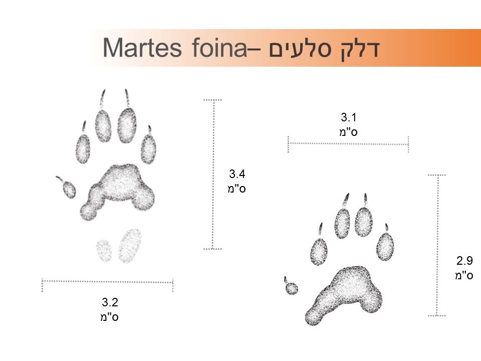 עקבות דלק סלעים
