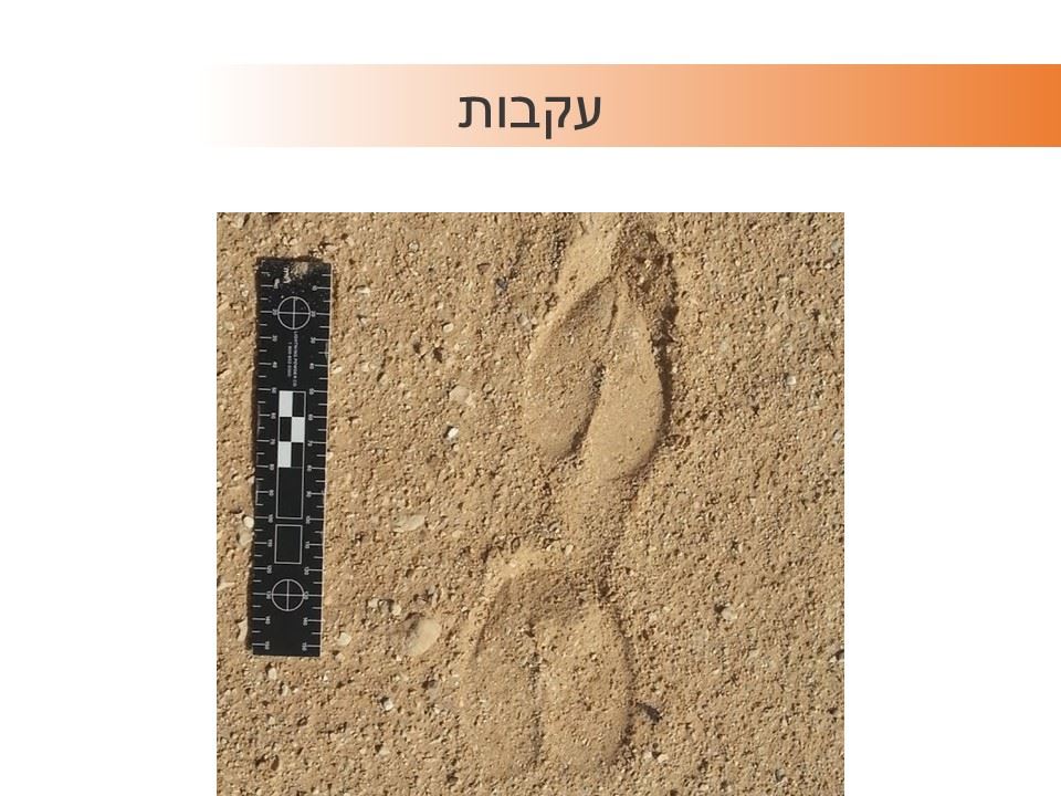 עקבות ראם ערבי