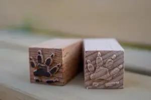 חותמת עקבת קיפוד